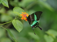 Banded Peacock - ssp palinurus - male  - Khao Luang Krung Ching NP