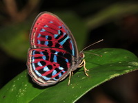 Banded Red Harlequin - ssp laocoon  - Khao Luang Krung Ching NP