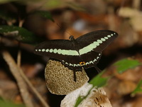 Banded Swallowtail - ssp demolion  - Khao Luang Krung Ching NP
