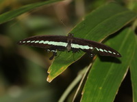 Banded Swallowtail - ssp demolion  - Thong Pha Phum NP