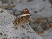 Banded Treebrown - ssp confusa  - Doi Tung
