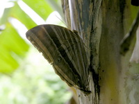 Bicolor-haired Palmking - ssp holmanhunti  - Khao Pra Bang Khram WS