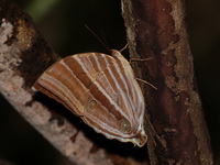 Bicolor-haired Palmking - ssp holmanhunti  - La Un Mangroves