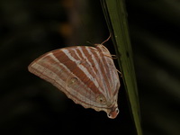 Bicolor-haired Palmking - ssp holmanhunti  - Suk Samran
