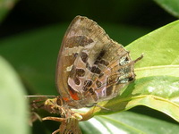 Bifid Plushblue - ssp capeta - female  - Phuket