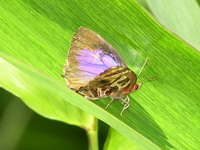 Bifid Plushblue - ssp capeta - female  - Phuket
