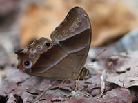 Black Forester - ssp vindhya  - Mae Wong NP