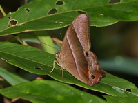 Black Forester - ssp vindhya  - Thong Pha Phum NP