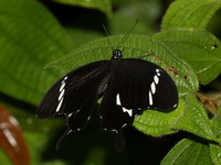 Black and White Helen - ssp sunatus - male  - Budo-Su Ngai Padi NP
