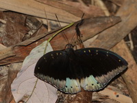 Black-tipped Archduke - ssp merguia - male  - Kaeng Krachan NP