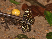 Black-tipped Archduke - ssp toonchai - female  - Doi Phu Kha NP