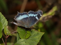 Blue Admiral - ssp canace - female  - Doi Lang