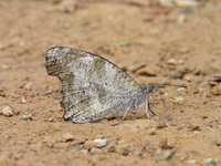 Blue Beak - ssp alompra - male  - Kaeng Krachan NP
