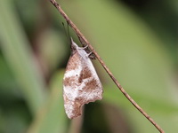 Blue Beak - ssp alompra - male  - Kaeng Krachan NP
