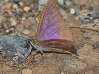 Blue Beak - ssp alompra - male  - Saraburi