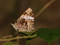 Blue Begum - ssp angelica - female  - Kaeng Krachan NP