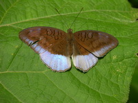 Blue Count - ssp andersonii - female  - Phuket
