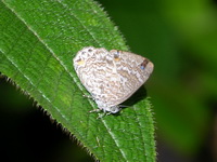 Blue Gem - ssp phraatica - male  - Phuket
