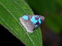 Blue Gem - ssp phraatica - male  - Phuket
