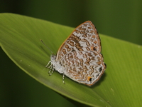 Blue Gem - ssp phraatica - male  - Baan Maka