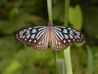 Blue Glassy Tiger - ssp persimilis - male  - Phuket