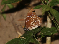 Blue Kaiser - ssp melema  - Umphang WS