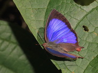 Blue Leaf Blue - ssp taooana - male  - Doi Inthanon NP