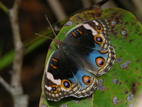 Blue Pansy - ssp ocyale - female  - Khao Yai NP