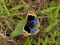 Blue Pansy - ssp wallacei - male  - Phuket