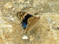 Blue Pansy - ssp wallacei - male  - Phuket