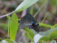 Blue Peacock - ssp arcturus - female  - Doi Pha Hom Pok NP