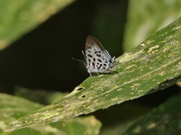 Blue Posy - ssp scaeva  - Bang Lang NP