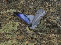 Blue Tit - ssp kina - male  - Khao Soi Dao WS