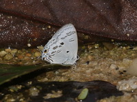 Blue Tit - ssp kina - male  - Doi Inthanon NP