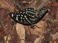 Blue-spot Archduke - ssp albopunctata - female  - Ta Phraya NP