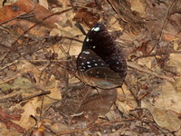 Blue-spot Archduke - ssp albopunctata - male  - Ta Phraya NP