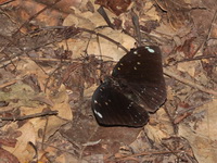 Blue-spot Archduke - ssp albopunctata - male  - Ta Phraya NP