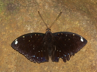 Blue-spot Archduke - ssp albopunctata - male  - Mu Koh Chang NP