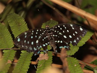 Blue-spot Archduke - ssp borealis - female  - Doi Phu Kha NP