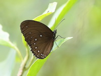 Blue-striped Palmfly - ssp inayoshii  - Khao Ramrom