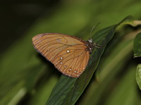 Blue-striped Palmfly - ssp stictica  - Khao Kitchakut NP