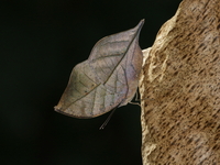 Broad-banded Oakleaf  - Doi Chiang Dao WS