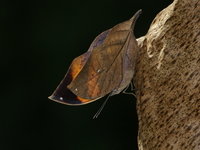 Broad-banded Oakleaf  - Doi Chiang Dao WS