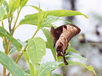 Brown Gorgon - ssp arribas - female  - Doi Pha Hom Pok NP