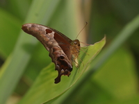 Brown Gorgon - ssp arribas - female  - Mae Wong NP