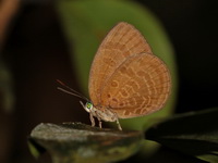 Brown Tornal Oakblue - ssp inornata  - Bang Lang NP