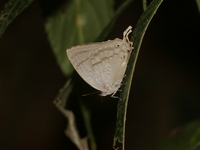 Brown Yam - ssp donina  - Umphang WS