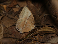 Burmese Junglequeen - ssp louisa  - Umphang WS