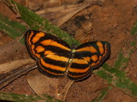 Burmese Lascar - ssp heliodore  - San Kala Khiri NP