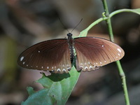 Burmese Raven - ssp mahadeva - female  - Kaeng Krachan NP